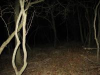Chicago Ghost Hunters Group investigates Robinson Woods (152).JPG